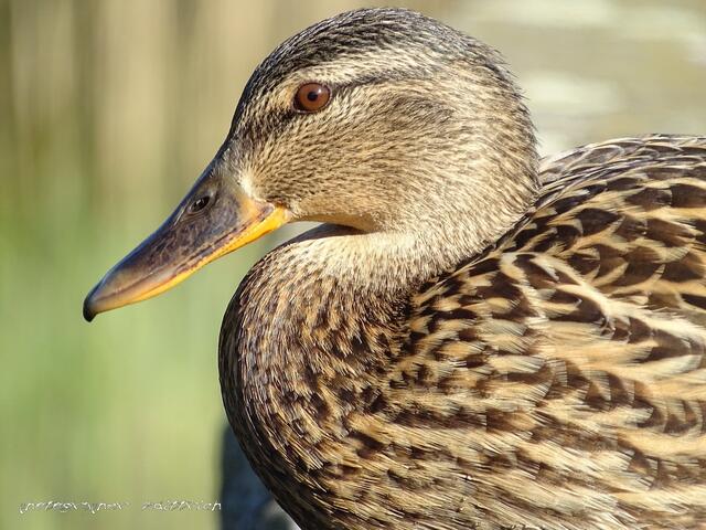 ..mutig, wagte sich nah heran...