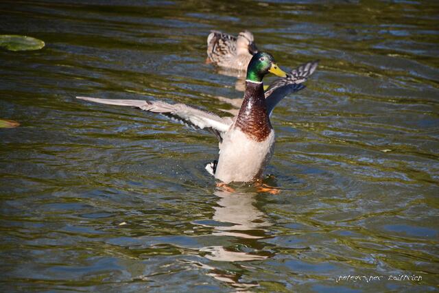Schauspiel der Enten...
