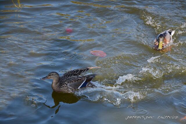 ..wenn es um's Fressen geht.....