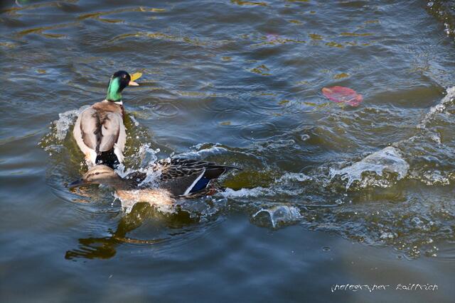 ..da wird auch einmal gemeckert.....