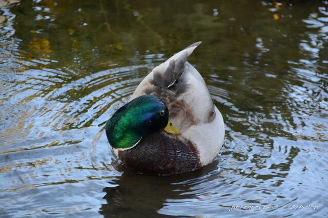 ..und jetzt ist Putzen angesagt...