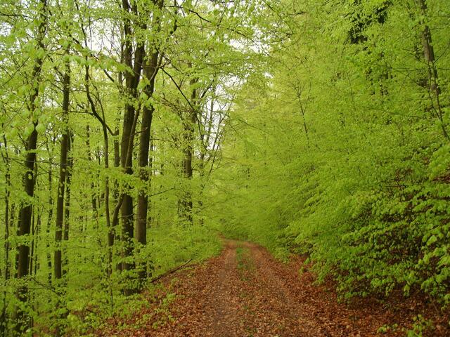 Die Wald-Pracht des Frühlings