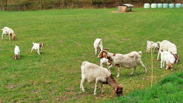 "Schlappohr-Ziegen"