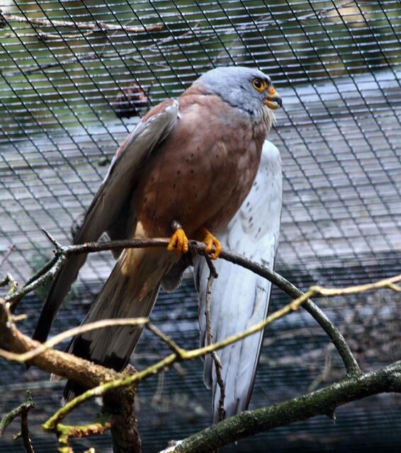 im Weltvogelpark Walsrode