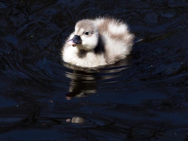 "Mama --- nicht so schnell ---