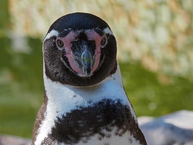 im Weltvogelpark Walsrode