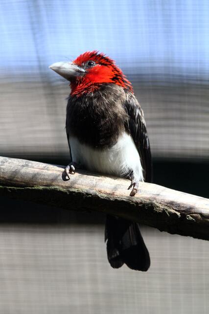 im Weltvogelpark Walsrode