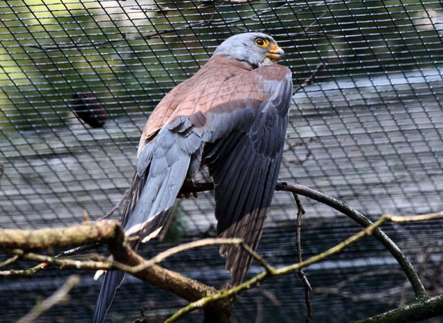 neue Musterung im Gefieder