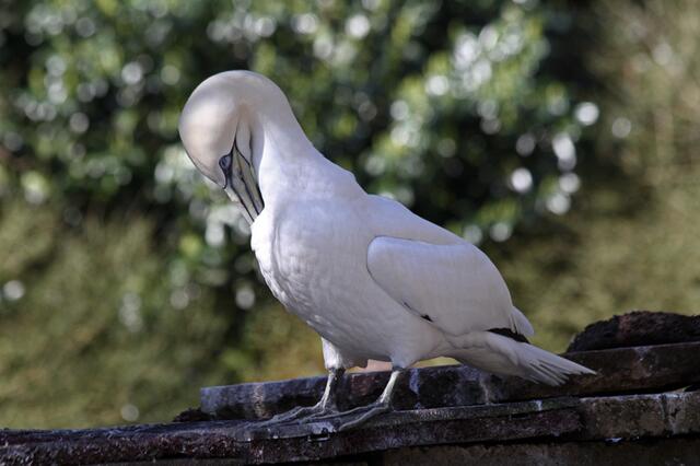 im Weltvogelpark Walsrode