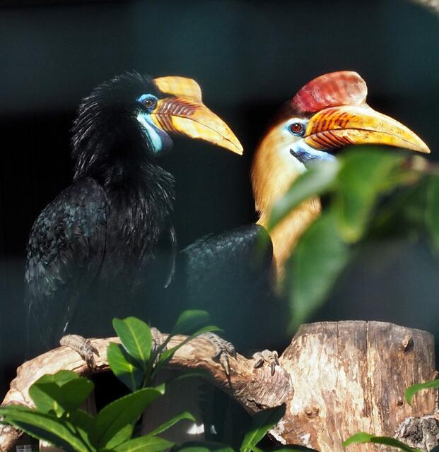 im Weltvogelpark Walsrode