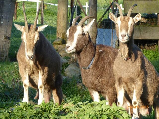 Ziegen: "Öööhm .... also .... ich? ... nö! ... nee, nee ..."