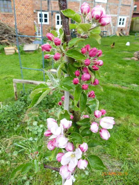 Apfelstämmchen vorher ...