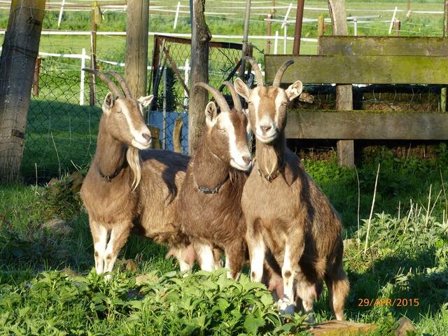 Ziegen: "Sie war es! - ja, genau, sie war es!!!! Ich??????" Die Wahrheit wird sich also nicht mehr herausfinden lassen! Da hilft nur Vorsorge gegen ein "Nächstes Mal"! :-)