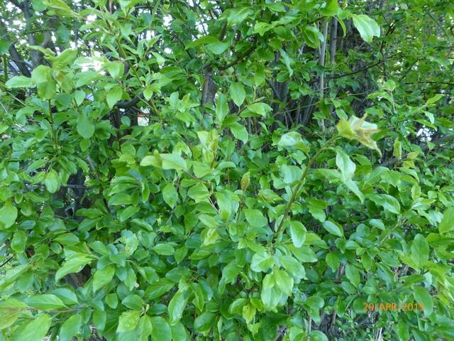 Mirabelle vorher ...