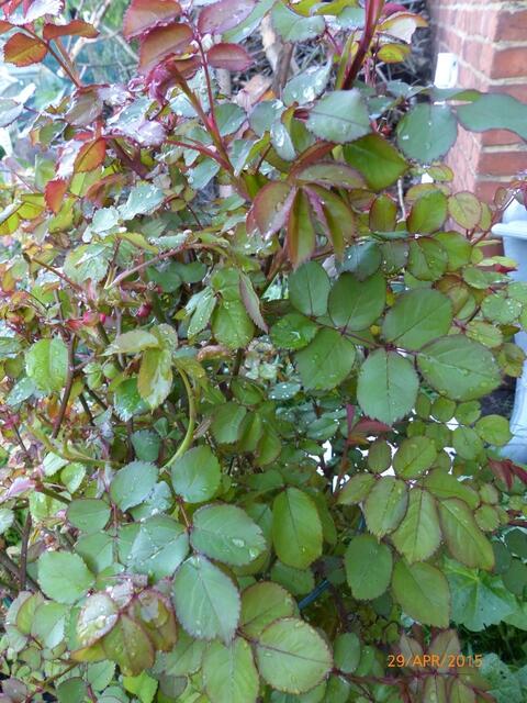 Englische Rose vorher ...