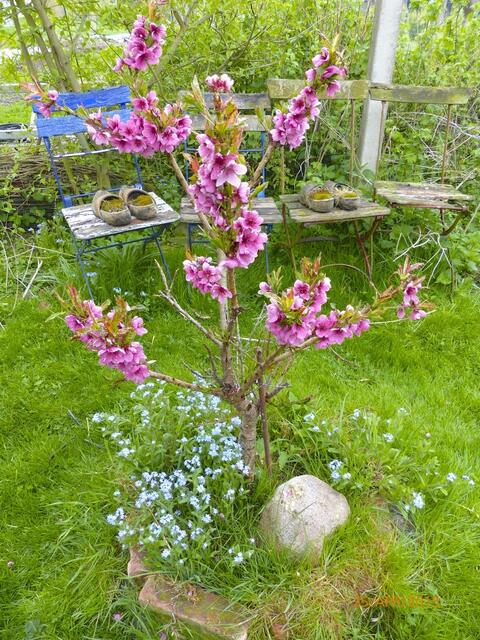 Zwergpfirsich vorher ...