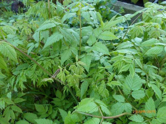 Prachtspiere vorher ...