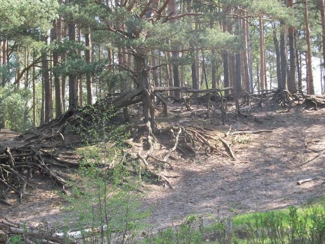 Gifhorner Heide