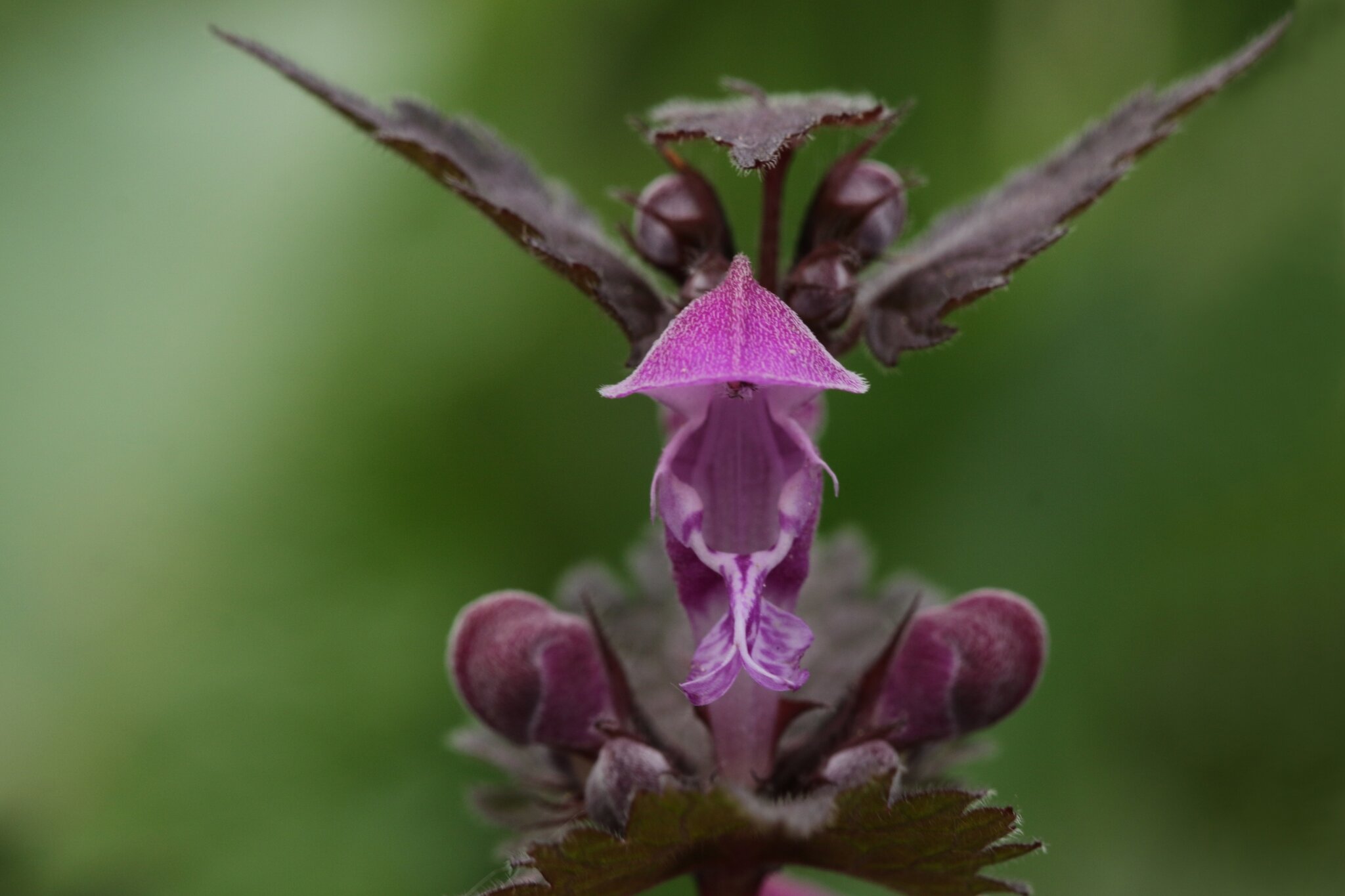 Die Purpurrote Taubnessel (Lamium purpureum) aus der Familie der