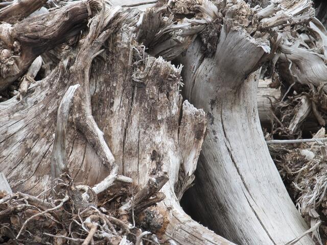 Dieses ca. 6000 Jahre alte Holz sieht toll aus, als Deko gut geeignet