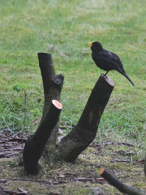 Unser Amselmann singt jetzt auf den Resten seines einst so prachtvollen Rhododendron-Domizils...
