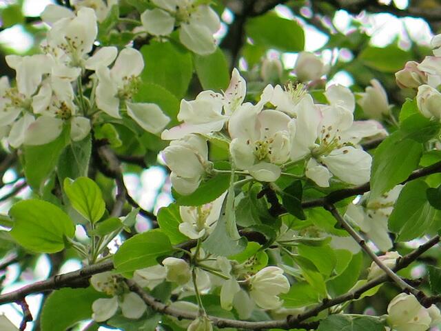 Blüte Wildapfel