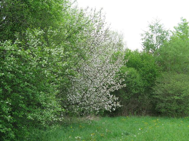 ein wilder Apfel (wildwachsend) ...