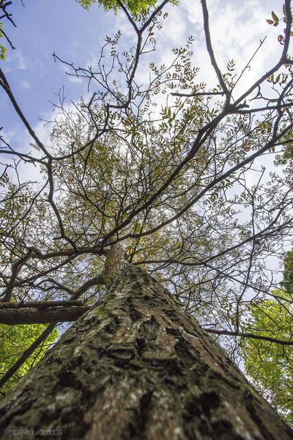 Mit 10mm den Baum hoch.