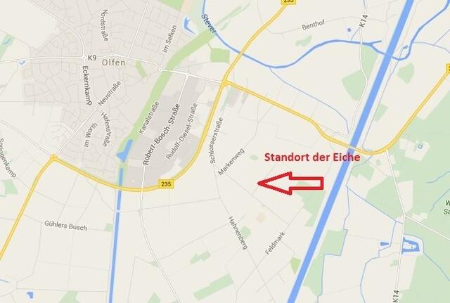 Die Stieleiche auf einer Wiese in der Nähe des Landesgestüt am 8.Mai 2015 !