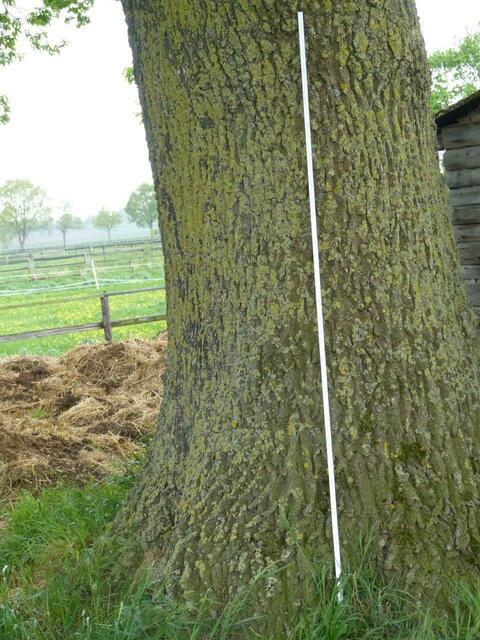 Die Stieleiche auf einer Wiese in der Nähe des Landesgestüt am 8.Mai 2015 !