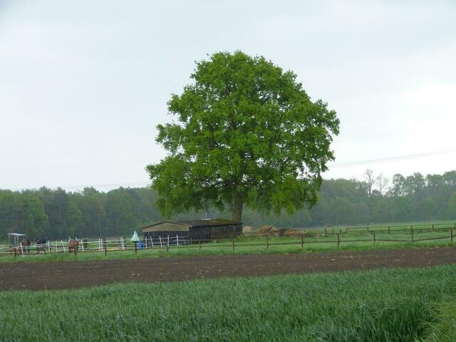 Die Stieleiche auf einer Wiese in der Nähe des Landesgestüt am 8.Mai 2015 !