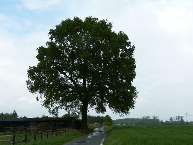 Die Stieleiche auf einer Wiese in der Nähe des Landesgestüt am 8.Mai 2015 !