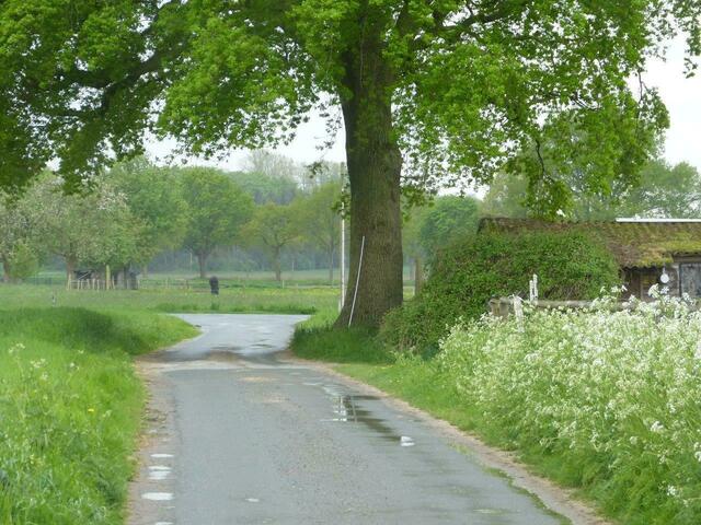 Die Stieleiche auf einer Wiese in der Nähe des Landesgestüt am 8.Mai 2015 !