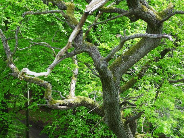 Bäume über Bäume, das hat ein Wald so ansich. Doch nicht jeden Baum kann man auch identifizieren. Da muss man erst mal nachschlagen. Welche Rinde, welches Blatt, welche Baumart?