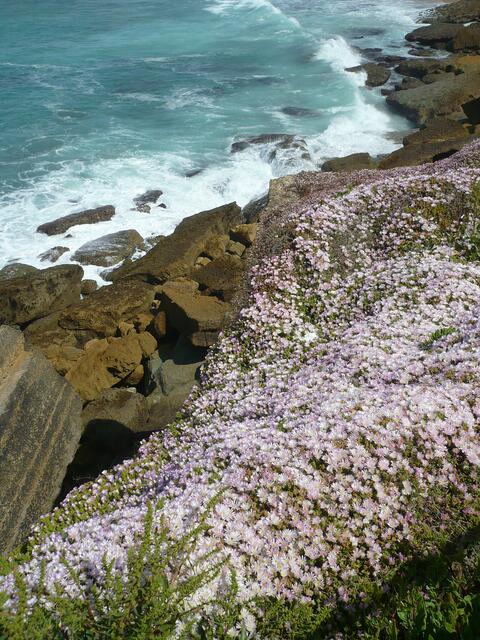 Meeresblumen