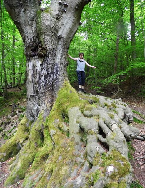 Auch der Waldboden hat Eindrucksvolles zu bieten.