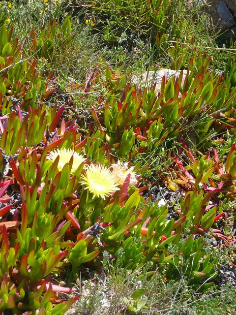 Aprilblumen