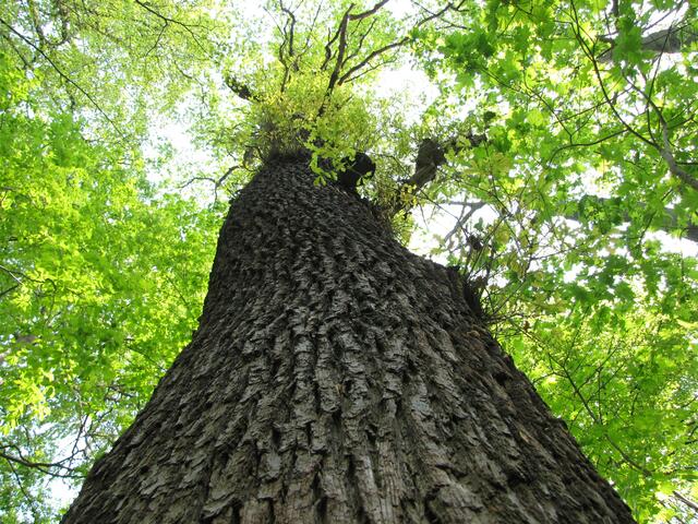Zur Genüge kennen wir den Wald von unten. Doch wie es dort oben im Bereich der Baumkronen aussieht, das wissen wir nicht so genau.