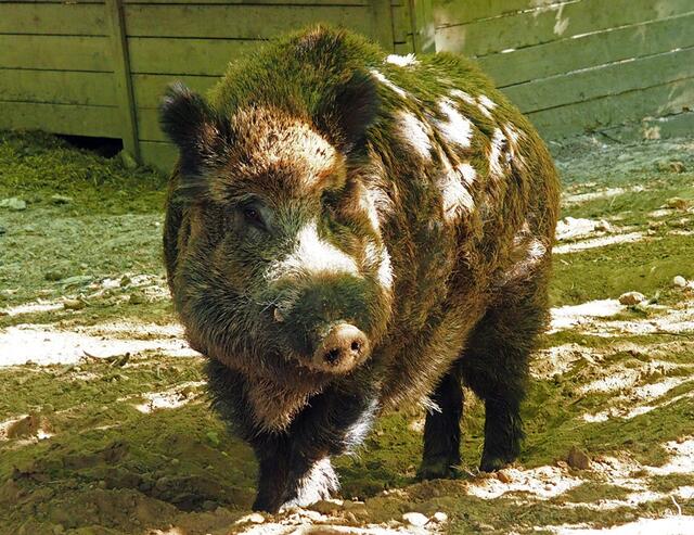 Donnerwetter --- was für ein Brecher