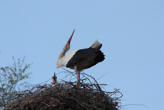 Ein fremder Storch nähert sich aus der Luft, sofort wird aufgeregt geklappert.