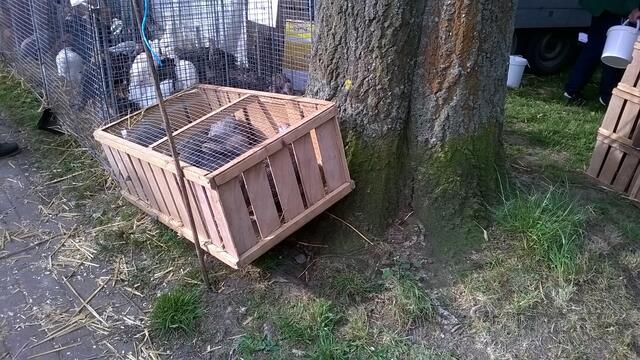 Die armen Tiere können nicht einmal ohne Anspannung im viel zu kleinen Käfig sitzen... durch die Schräglage des Kafiges ist entspanntes Sitzen nicht möglich.