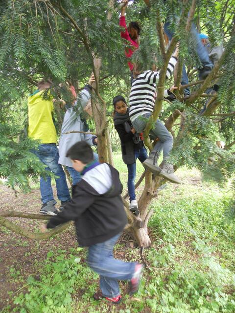 Auflösung des Suchbilds