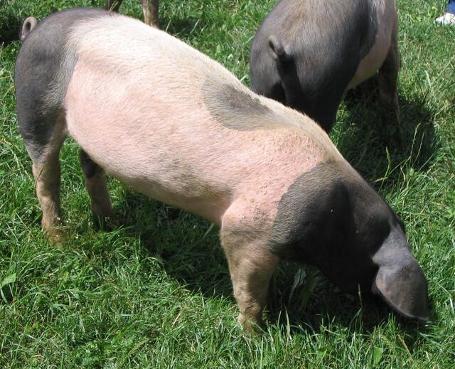 Foto: Foto: Forminator / Wikipedia