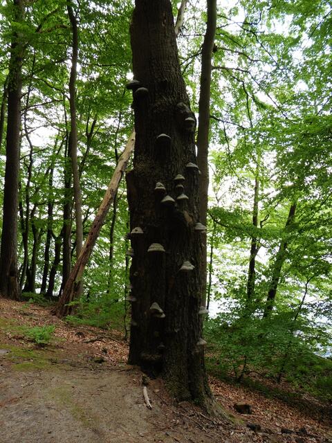 Pilze am Baum oder Feenhäuser?