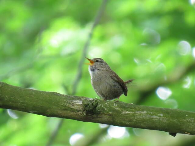 Zaunkönig - klein aber laut!