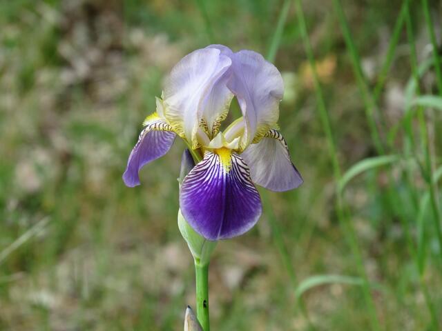Iris (Schwertlilie)