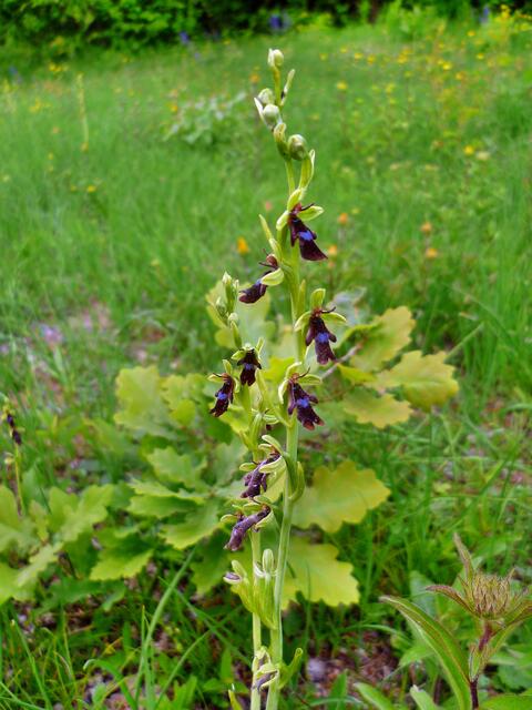 Das NSG der Toten Täler - mit riesigen Orchideen Vorkommen / am 23.5.2015 !