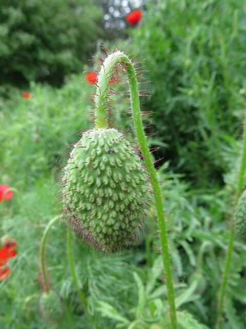 Igel. - Na gut, Mohn....