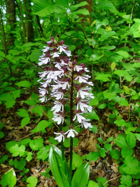 Das NSG der Toten Täler - mit riesigen Orchideen Vorkommen / am 23.5.2015 !