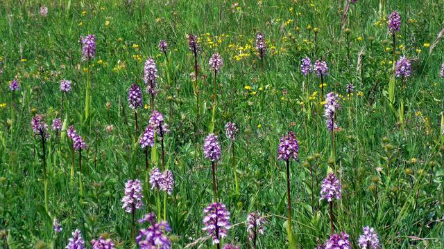 Das NSG der Toten Täler - mit riesigen Orchideen Vorkommen / am 23.5.2015 !